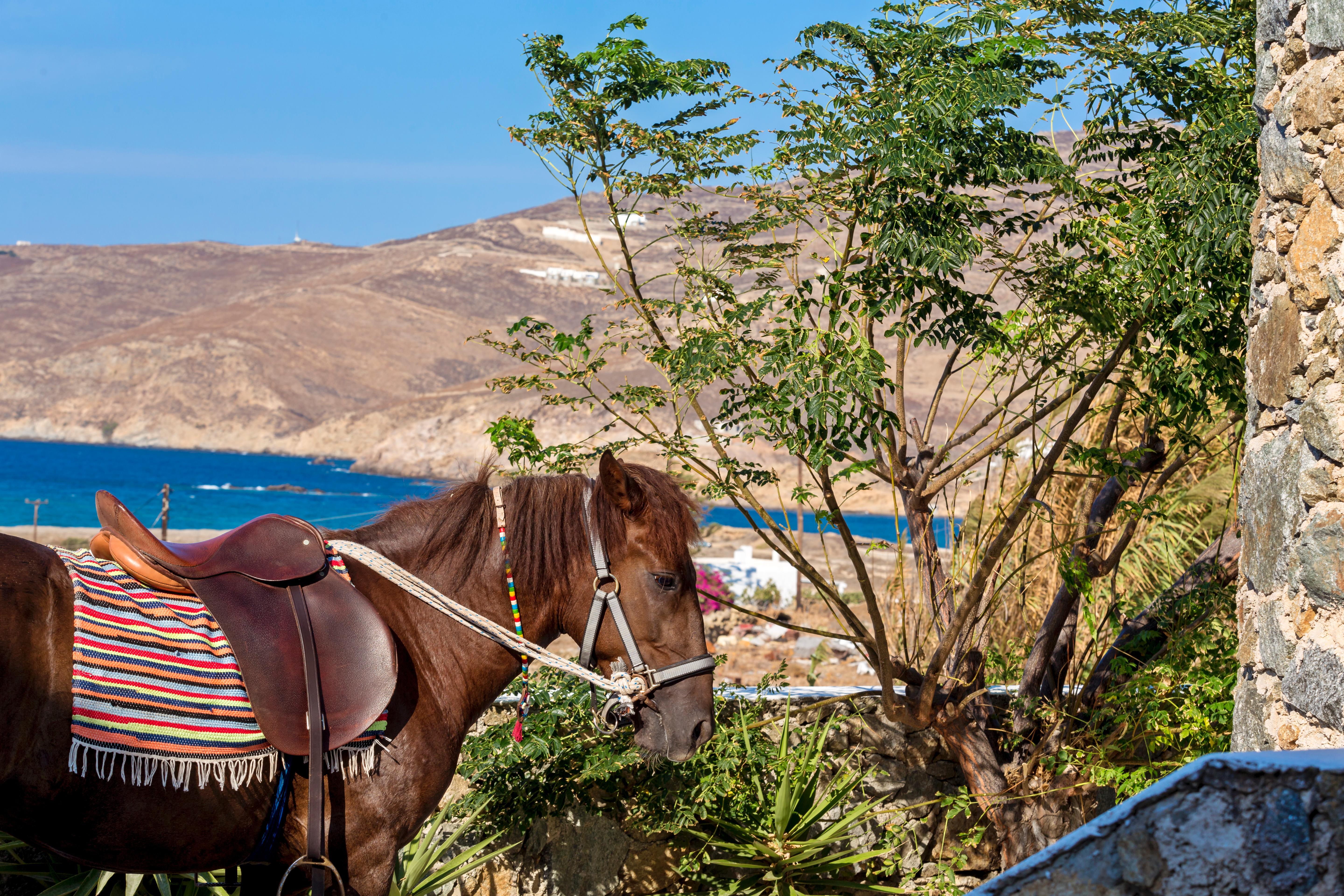 Anamar Mykonos Natural Retreat Ftelia  Eksteriør billede